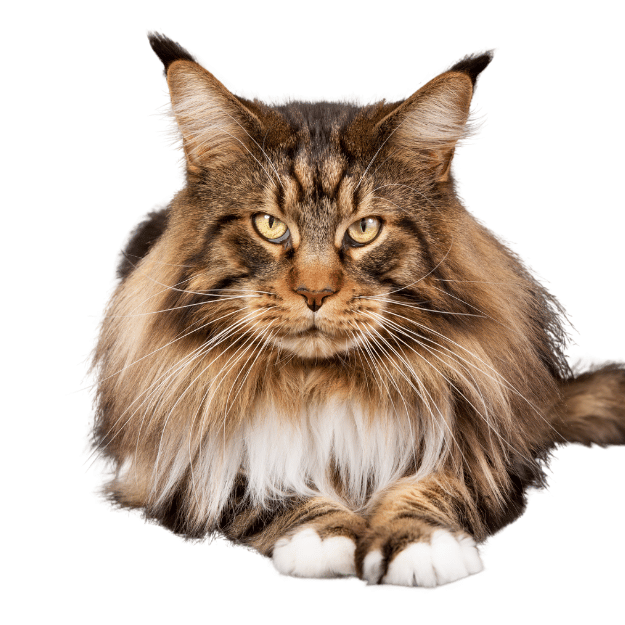 Image of a Maine Coon Cat Portrait