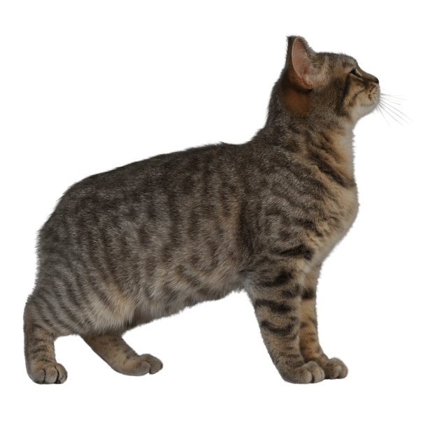 Image of a Manx cat as one of the shorthair cat breeds