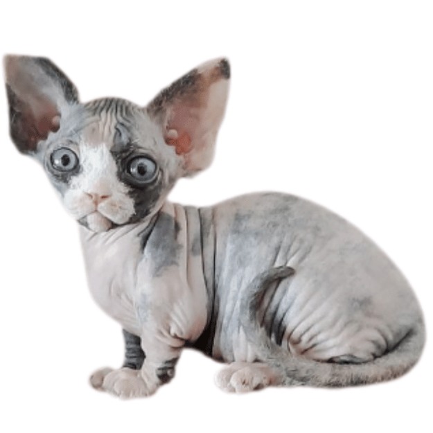 Image-of-a-Minskin-Cat-as-one-of-the-Cats-with-Short-Legs