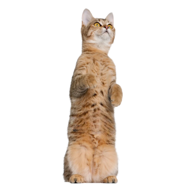 Image of a Munchkin cat sitting upright on its haunches, demonstrating its ability to sit for extended periods, similar to squirrels, rabbits, or gophers