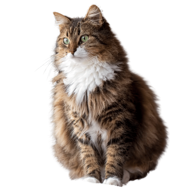 Image of a Norwegian Forest Cat  listed as one of the best cat breeds for living alone