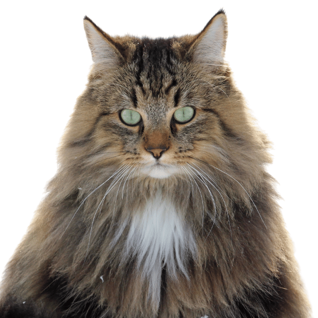 Image-of-a-Norwegian-Forest-cat-face as one of the long-haired cat breed