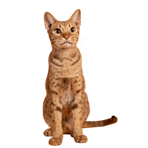 Image of a Ocicat cat as one of the cat Breeds with big ears