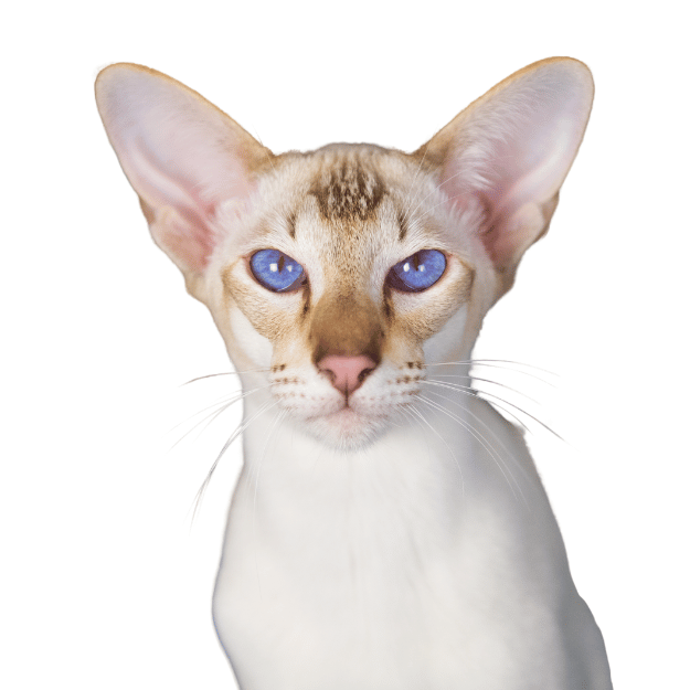 Image of an Oriental Shorthair cat as one of the energetic playful cat Breeds