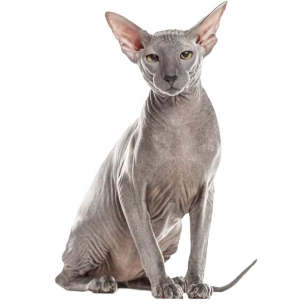 Image-of-a-Peterbald-cat-as-one-of-the hairless cat breeds