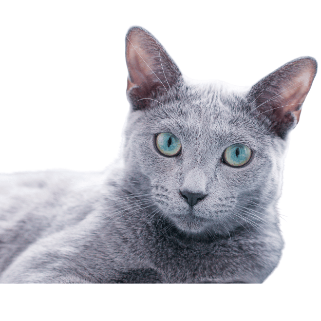 Image of a Russian Blue as one of the cat breeds with big ears