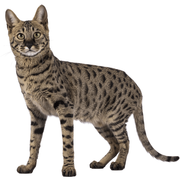 Image of a Savannah cat as one of the energetic playful cat Breeds