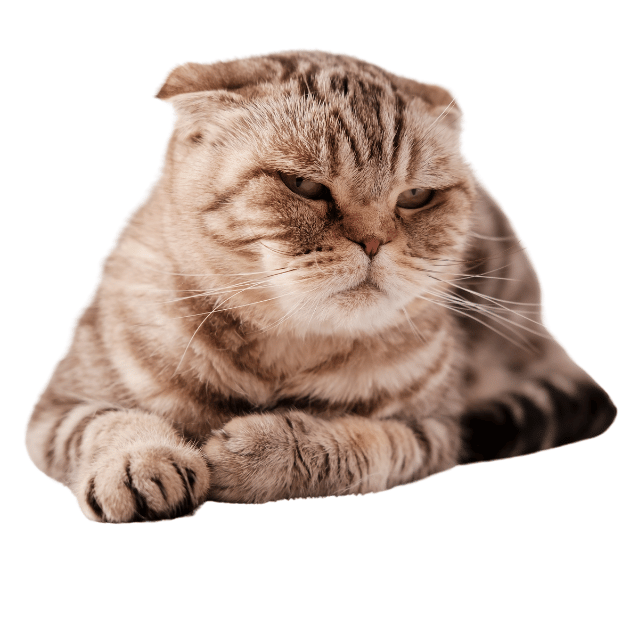 Image of a Scottish Fold Cat as one of the senior friendly 