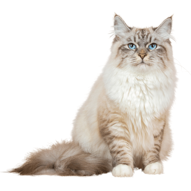 Image of a Siberian cat as one of the energetic playful cat Breeds