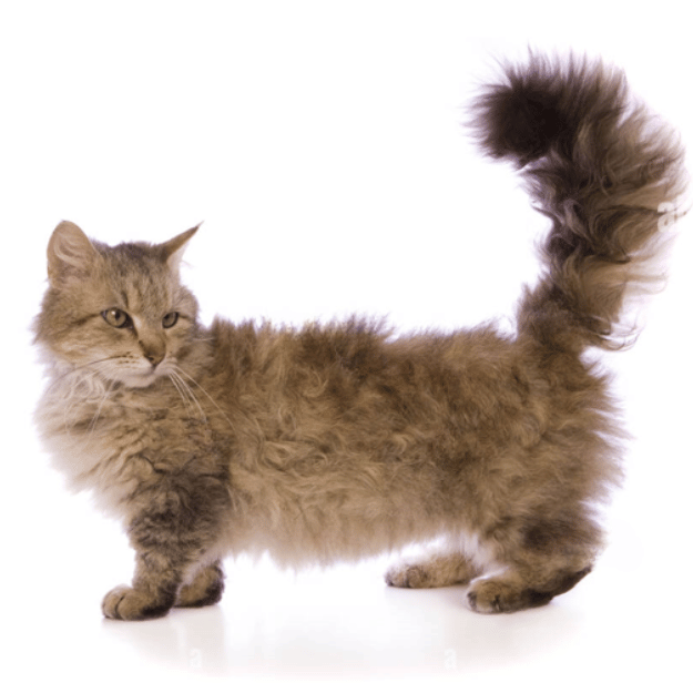 Image of a Skookum cat as one of the Cats with Short Legs