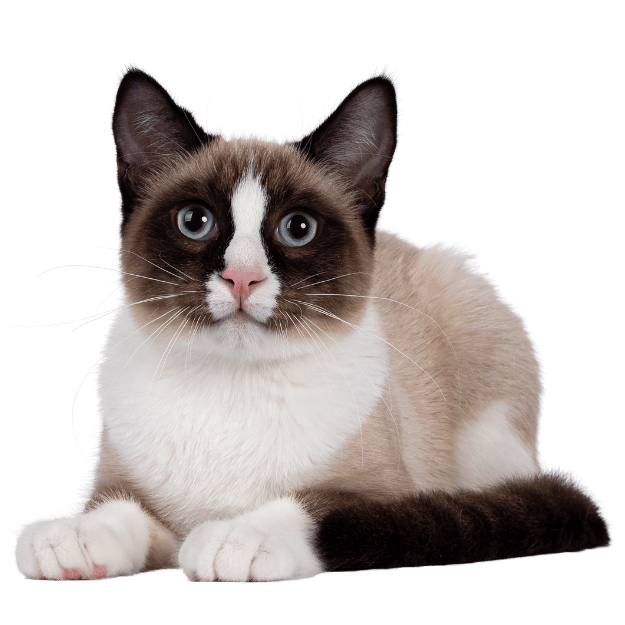 Image of a Snowshoe cat as one of the cat breeds with big ears