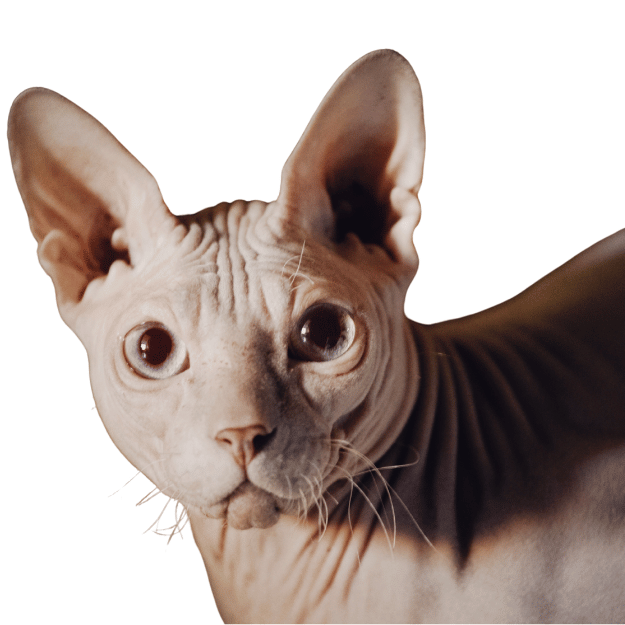 Image-of-an-Sphynx cat breed-as-one-of-the-cat breeds with big ears