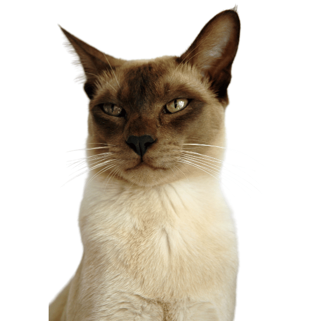 Image of a Tonkinese cat as one of the energetic playful cat Breeds