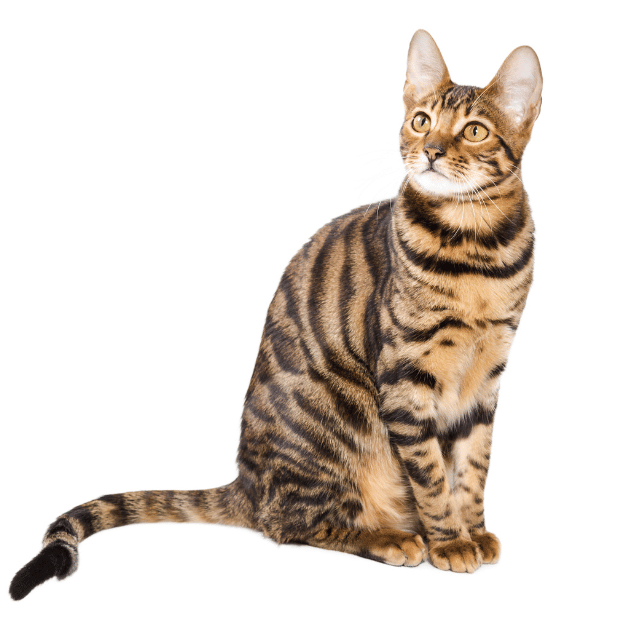 Image of a Toyger cat as one of the energetic playful cat Breeds