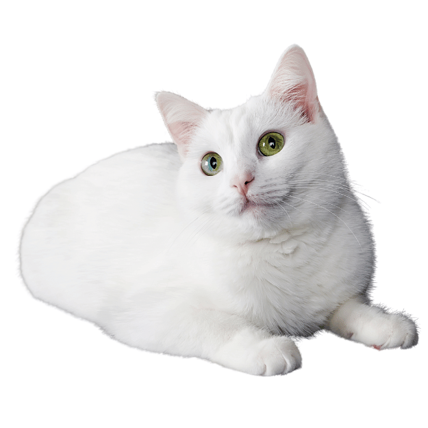 Image showing a Turkish Angora cat, which represents another breed brought by Vikings alongside the Norwegian Forest Cat breed.