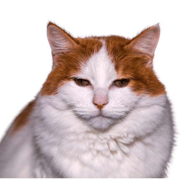 Image of a Turkish Van cat as one of the energetic playful cat Breeds