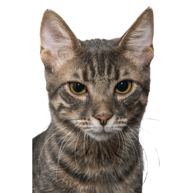 Image of a domestic shorthair cat