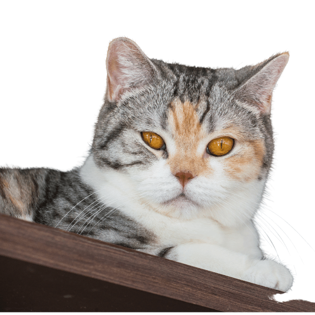 Image of an American Wirehair cat  listed as one of the best cat breeds for living alone