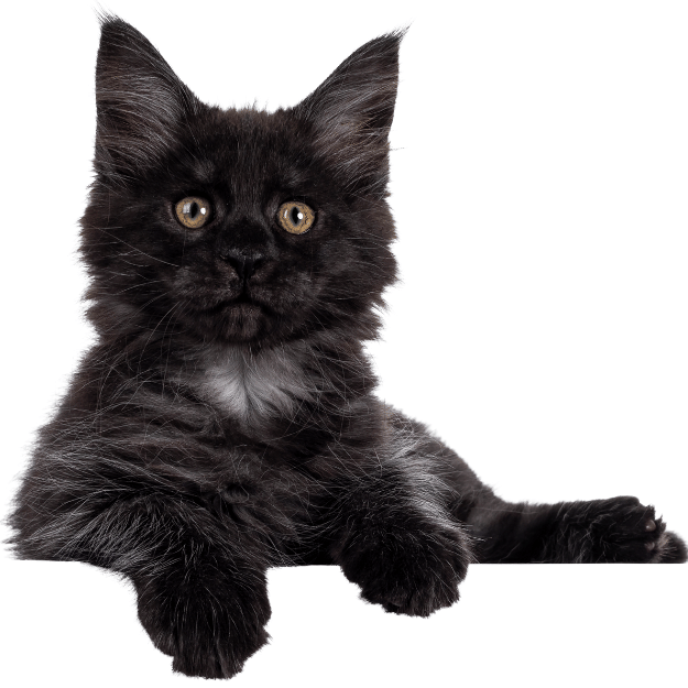 Image of an Black Smoke Maine Coon Kitten