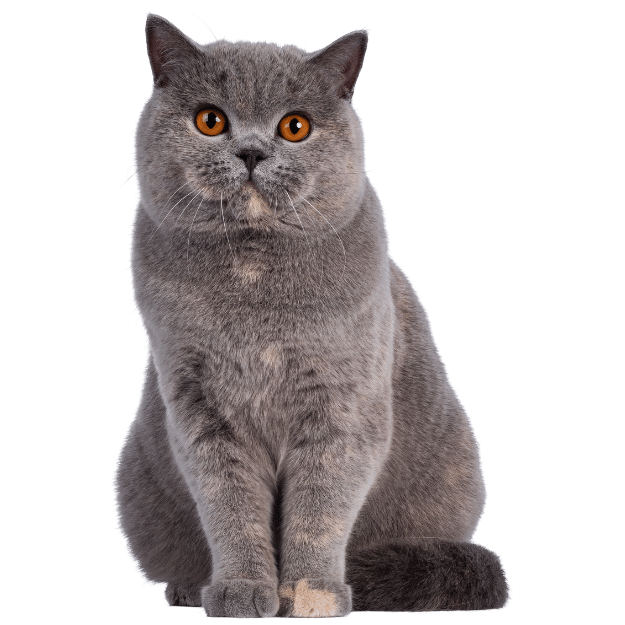 Image of a British Shorthair Cat as one of the best cat breeds for living alone