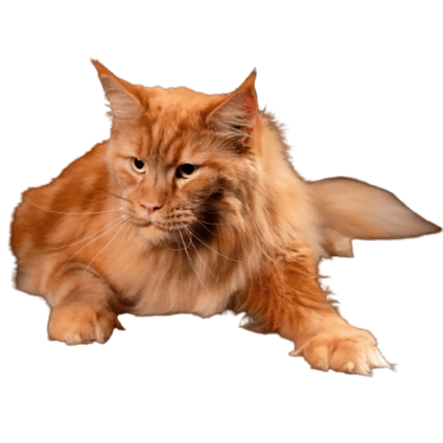 Image of an orange Maine Coon Cat