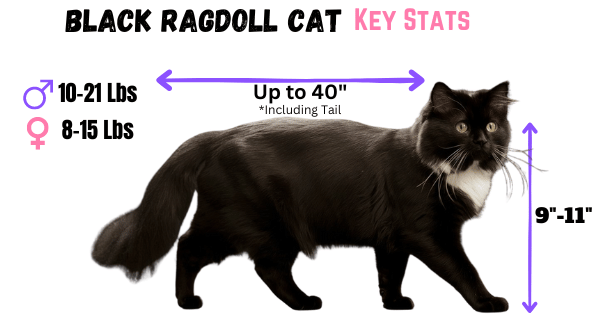 Image showing Black Ragdoll Cat Physical Characteristics