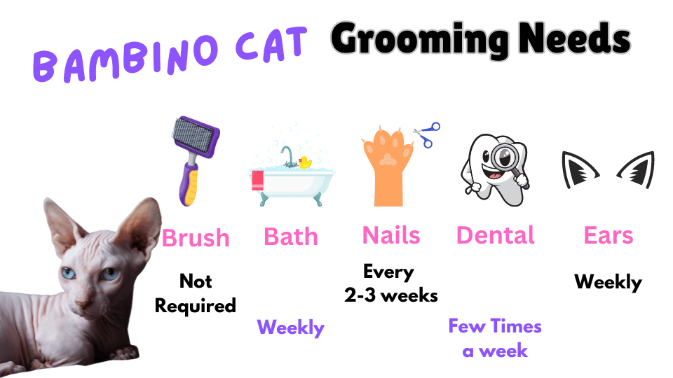 Image Showing the grooming requirements of a Bambino Cat including the frequency