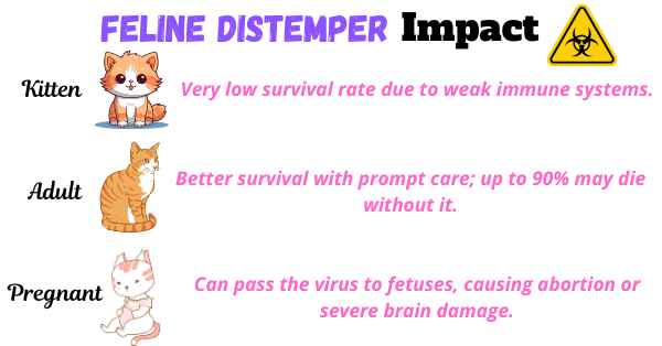 Image showing how feline distemper impacts cats at different life stages.