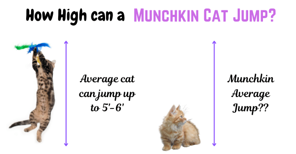 Image showing how high an average cat can jump, with a question mark indicating the jump height of a Munchkin cat.