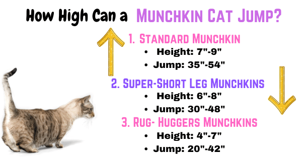 Image-showing-how-high-can-a-munchkin-cat-Jump