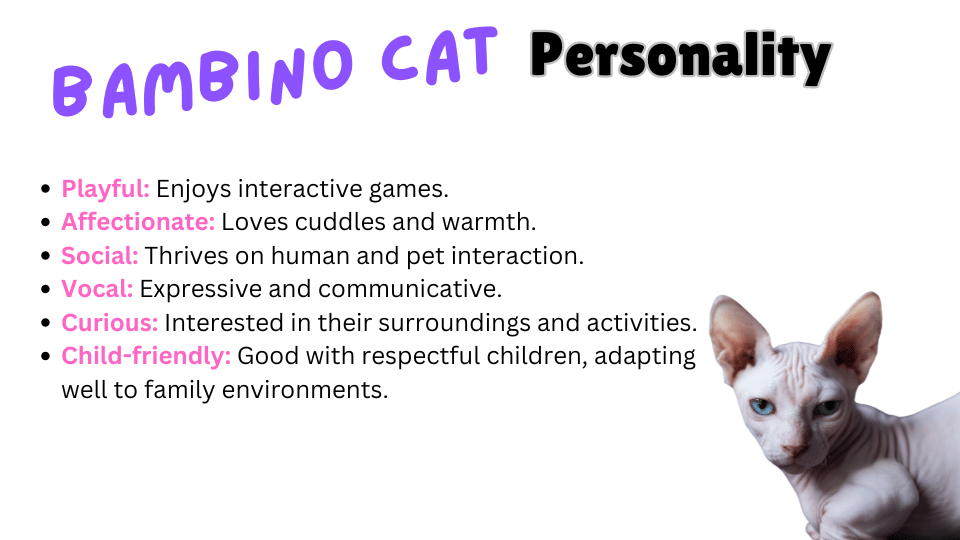 Image showing personality traits of Bambino Cats