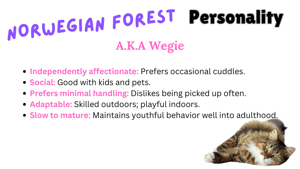 Image showing personality traits of Norwegian Forest Cat Breed