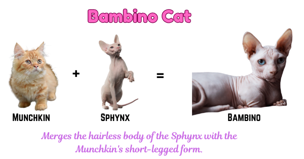 Graphic showing the Bambino cat, which merges the hairless body of a Sphynx with the short legs of a Munchkin, emphasizing its kitten-like appearance.