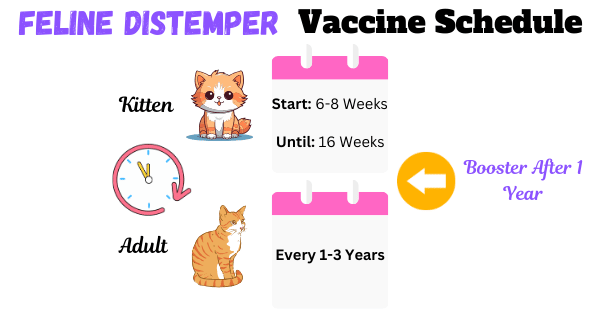 Image showing the feline distemper vaccine schedule both for kitten and adult cat