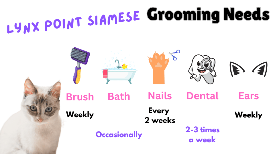 Image showing the grooming requirements of the Lynx Point Siamese