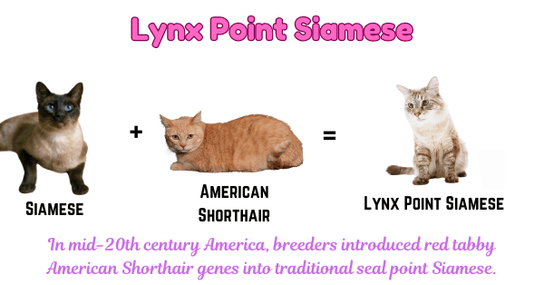 Image showing the origins of the Lynx point Siamese cat.