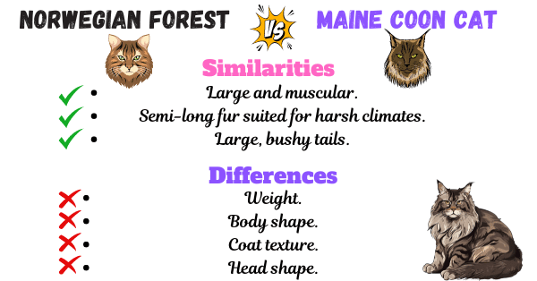 Image showing the similarities and differences between Norwegian Forest Cats and Maine Coon Cats based on physical characteristics.