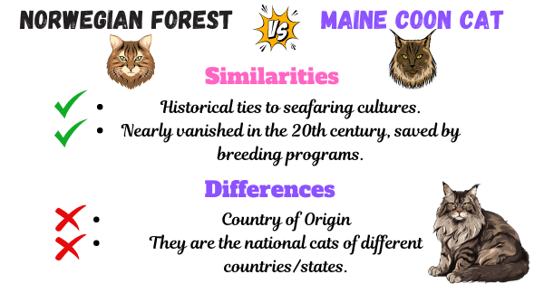 Image showing the similarities and differences between Norwegian forest cat and Maine Coon Cat based on origins