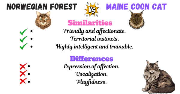 Image showing the similarities and differences between Norwegian forest cat and Maine Coon Cat based on personality traits