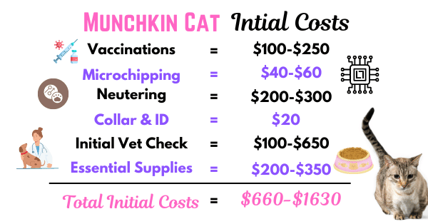 Infographic detailing the initial costs for owning a Munchkin Cat, including vaccinations and essential supplies