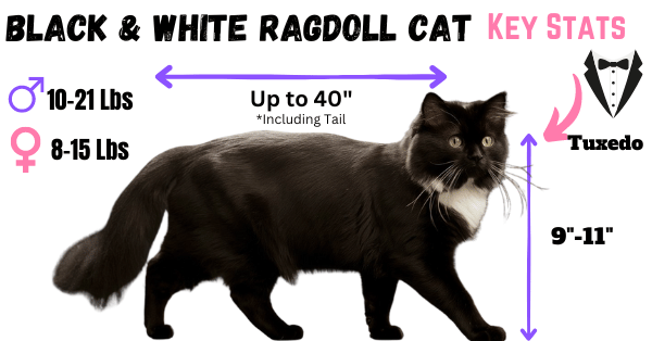 Infographic showing physical traits of the Black and White Ragdoll Cat 