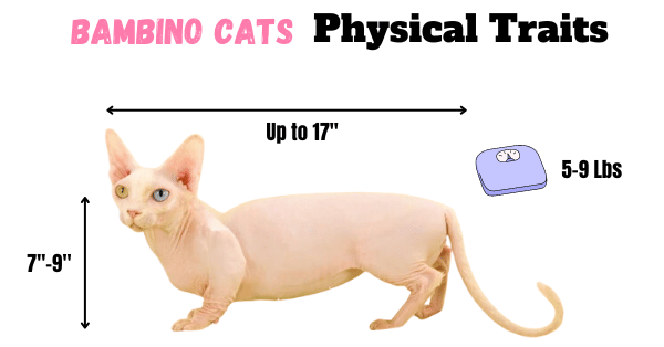 Infographic showing the physical traits of the Bambino cat