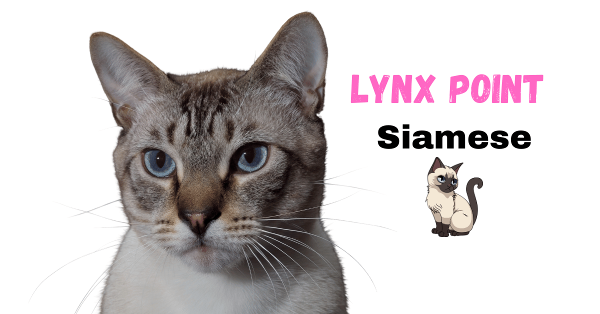 Lynx Point Siamese: The Ultimate Feline Fusion of Color and Character