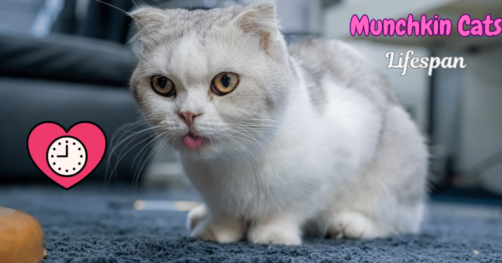 Munchkin Cat Lifespan Featured Image