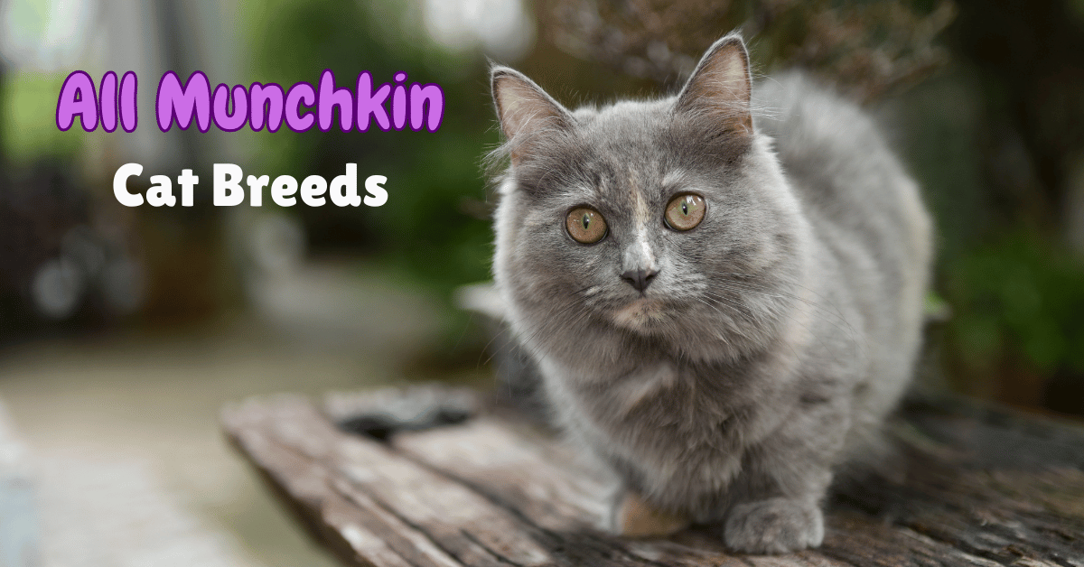 Munchkin Cat breeds featured image