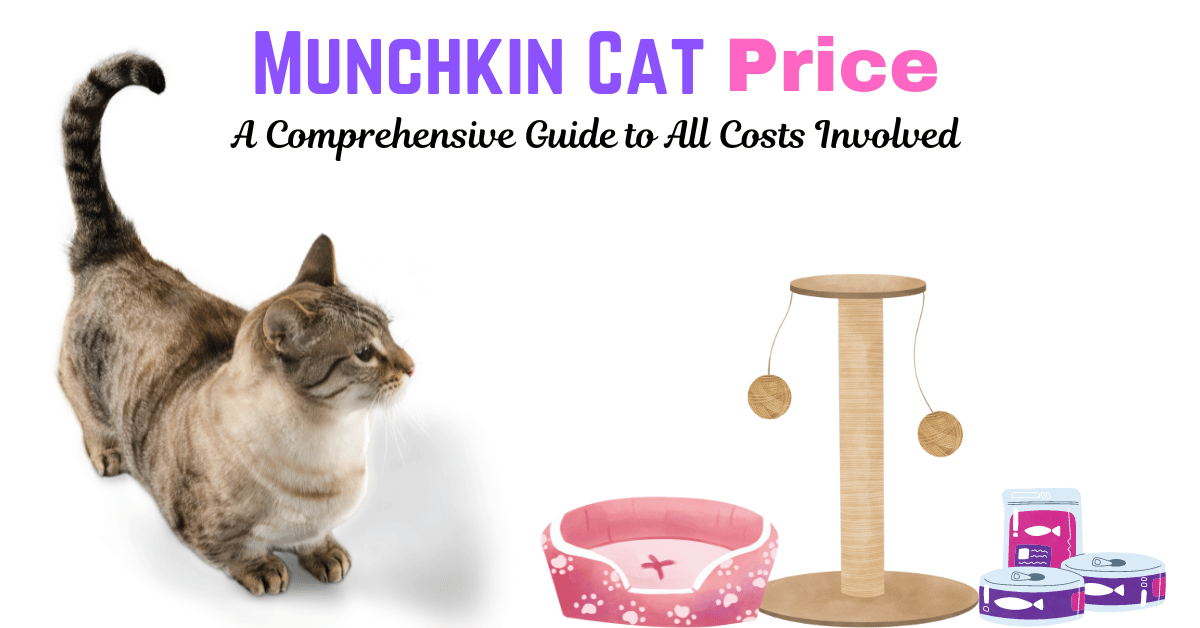 Munchkin cat costs featured Image