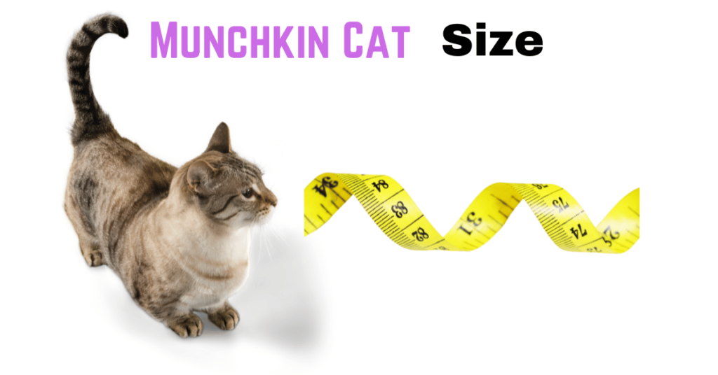 Munchkin cat size featured Image