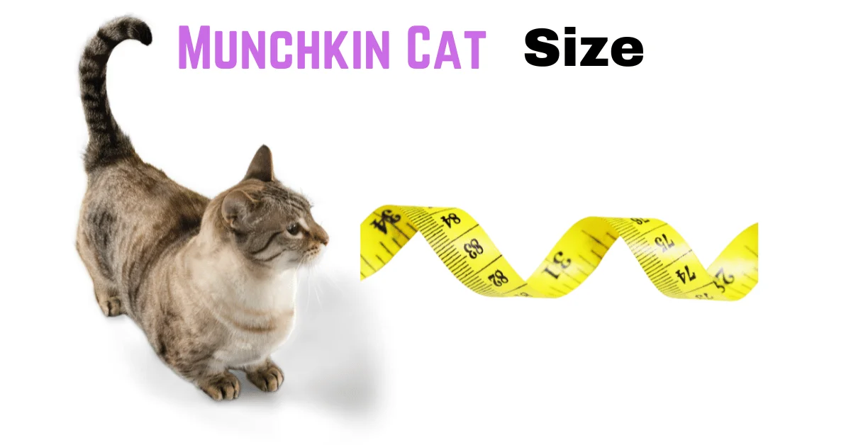 Munchkin Cat Size Explained: From Kitten to Adult