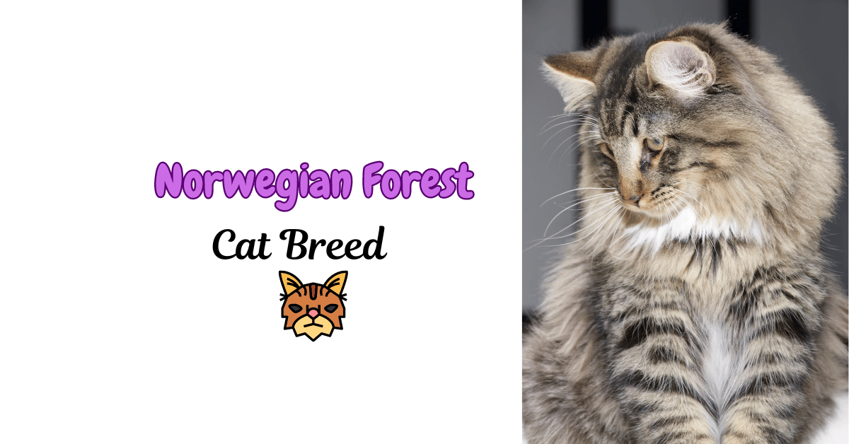 Norwegian Forest Cat Breed: From Viking Ships to Modern Homes