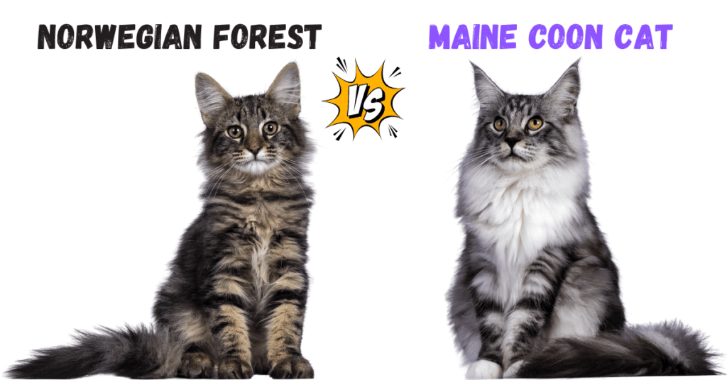 Norwegian Forest Cat vs Maine Coon Featured Image